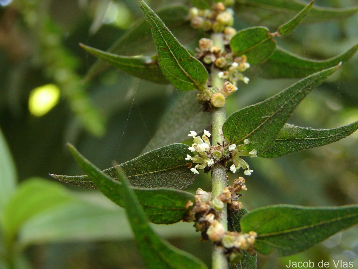 Gonostegia pentandra var. wightii (Benn.) Pull. & Karupp.